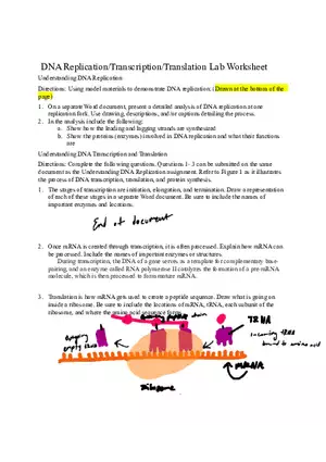 DNA Transcription and Translation Lab Worksheet