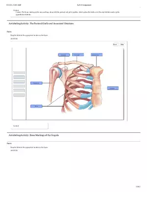 Art-labeling Activity The Pectoral Girdle and Associated Structures