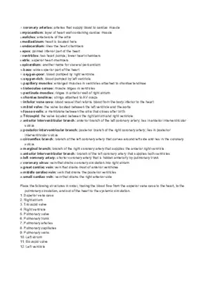 Cardiovascular Exam