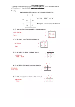 Punnett Square Worksheet