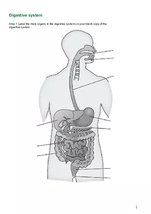 Digestive System Diagram