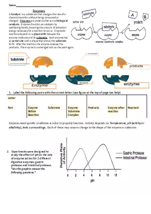 Enzymes Worksheet