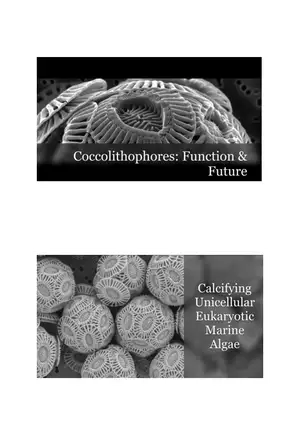 Coccolithophores Biology Notes