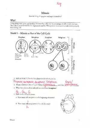 Mitosis POGIL Key