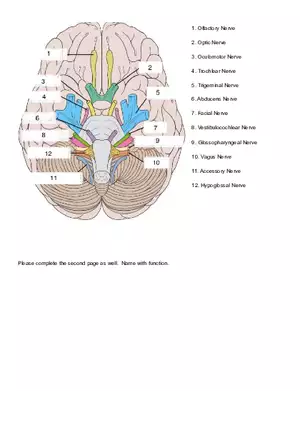 Cranial Nerve Labeling and Function