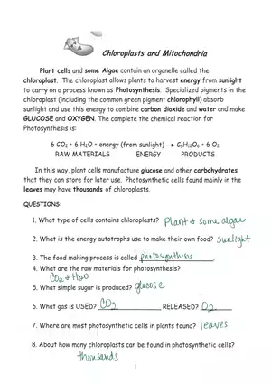 Chloroplast and Mitochondria Practice Key