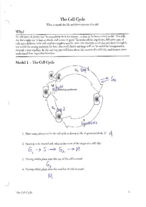Cell Cycle POGIL Key