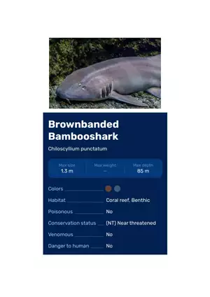Brownbanded Bambooshark