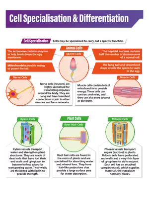 Cell Specialization and Differentiation