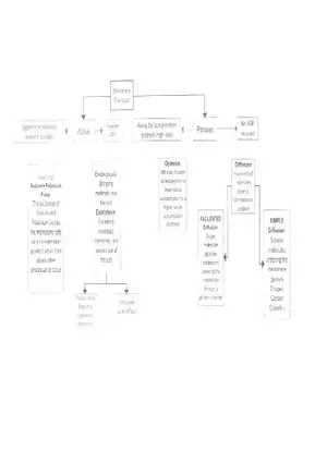 Membrane Transport Flow Chart