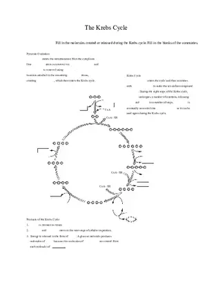 The Krebs Cycle Worksheet