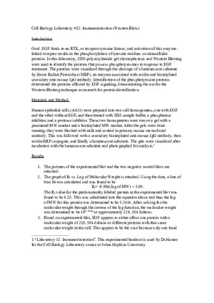 Lab Report Immunodetection (Western Blots)