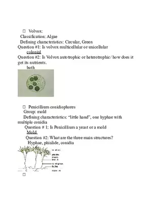 Classification - Algae