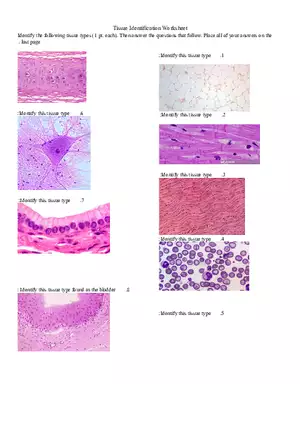 Tissue Identification Workshee