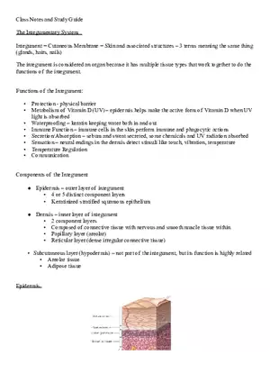 Study Guide The Integumentary System - Skin, Glands, Hairs, and Nails