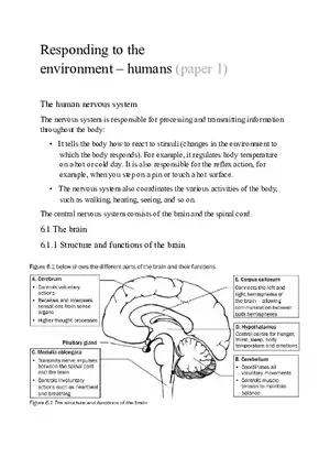 Responding to the Environment - Humans