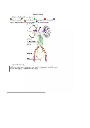 Urinary System Complete Assignment