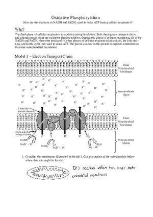 Cellular Respiration Oxidative Phosphorylation