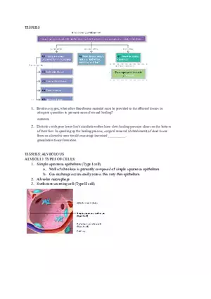 Tissues Chapter 4 Lab Notes Assignment