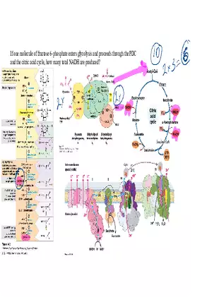 Biochemistry Practice Problems - Molecule of Fructose