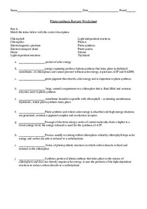 Photosynthesis Review Worksheet