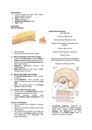 Special Senses - Olfactory