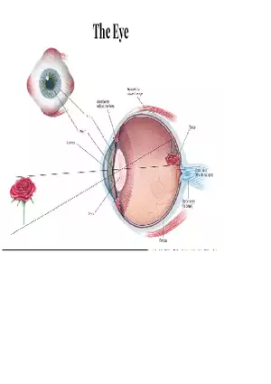 Unit 3 The Eye-Vision
