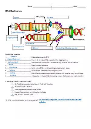 DNA Replication Worksheet