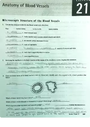 Review Sheet Exercise 21 Anatomy of Blood Vessels