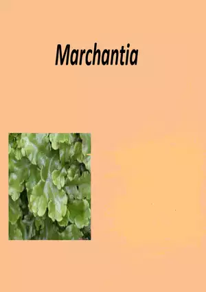 Marchantia - Study Presentation