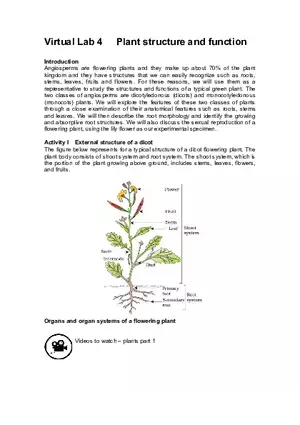 Lab 4 Plant Structure and Function