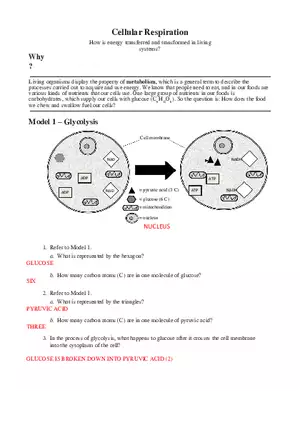 Cellular Respiration Answers