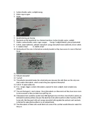 Photosynthesis What is in a Leaf Answers