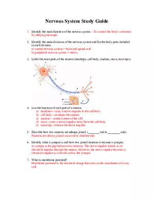 Nervous System Study Guide