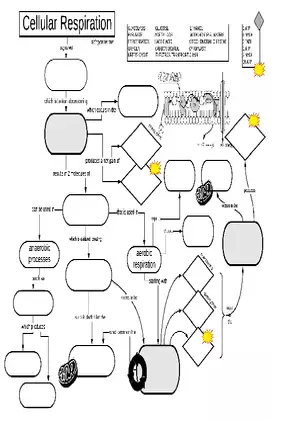 Cellular Respiration Graphic Organizer