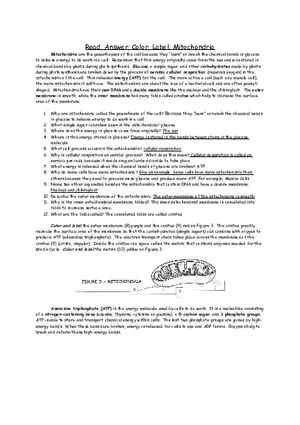 Cellular Respiration Mitochondria Worksheet