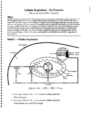 Cellular Respiration (Answer)