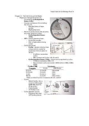 Study Guide for Cell Biology Final Part 7