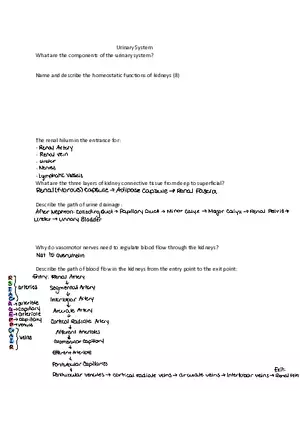 Urinary System Practice Exam