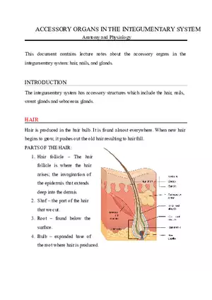 Accessory Organs of the Integumentary System
