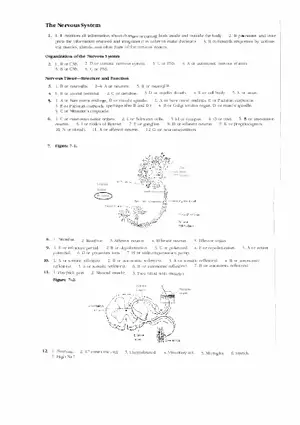 Answers to Nervous System Worksheet Complete
