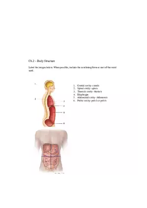 (Body Structure) - Pre-class Assignment