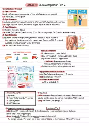 Lecture 11: Glucose Regulation Part 2