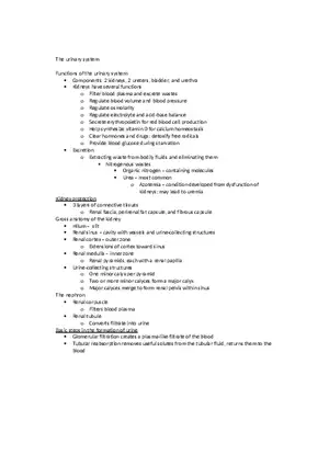 Anatomy The Urinary System