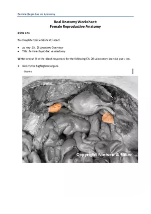 Real Anatomy Worksheet Female Reproductive Anatomy