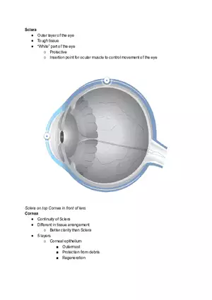 Outer Layer of the Eye