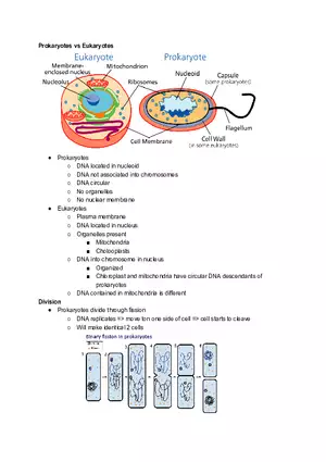 Prokaryotes vs Eukaryotes