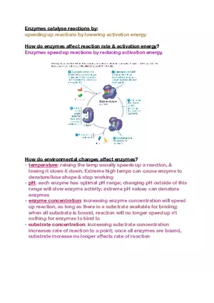 Amino Acids, Peptide Bonds and Protein Structure Study Guide 2