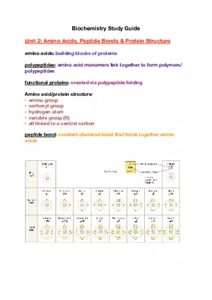 Amino Acids, Peptide Bonds and Protein Structure Study Guide 1