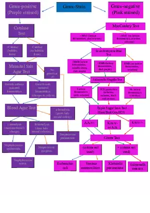 Flow Chart Microbiology Gram-negative